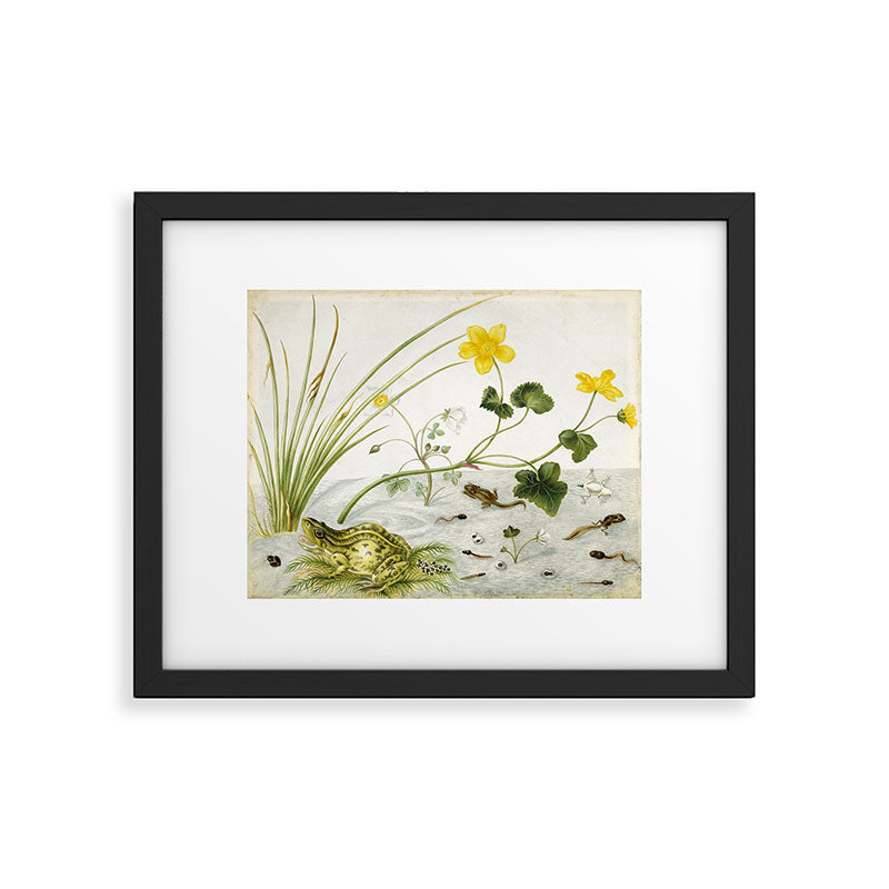 Frog by Dorothea Maria Graff, early 1700s Framed Art Print Gallery Image 5