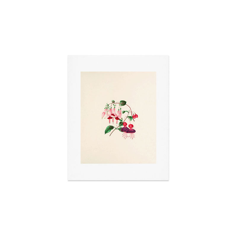  Fuchsia from "Floral Belles" by Clarissa Munger Badger, 1866 (benefitting The Nature Conservancy) Art Print Gallery Image 1