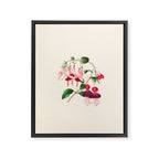  Fuchsia from "Floral Belles" by Clarissa Munger Badger, 1866 (benefitting The Nature Conservancy) Framed Canvas Print Gallery Image 6