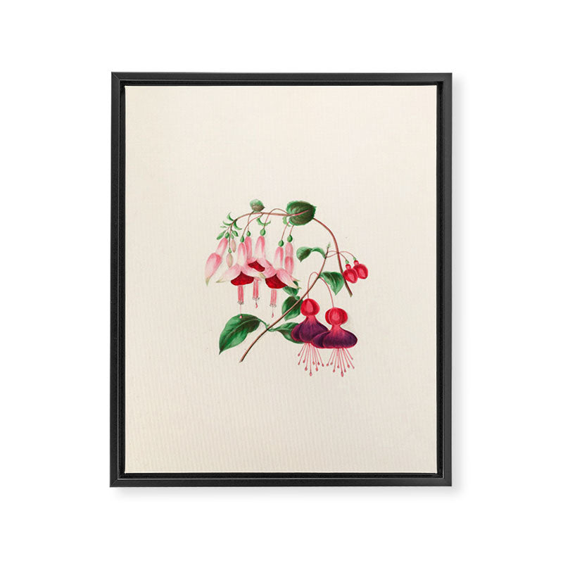  Fuchsia from "Floral Belles" by Clarissa Munger Badger, 1866 (benefitting The Nature Conservancy) Framed Canvas Print Gallery Image 6
