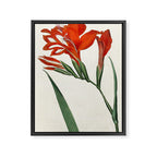 Gladiolus by Sydenham Teast Edwards, 1790 (benefitting The Nature Conservancy) Framed Canvas Print Gallery Image 6