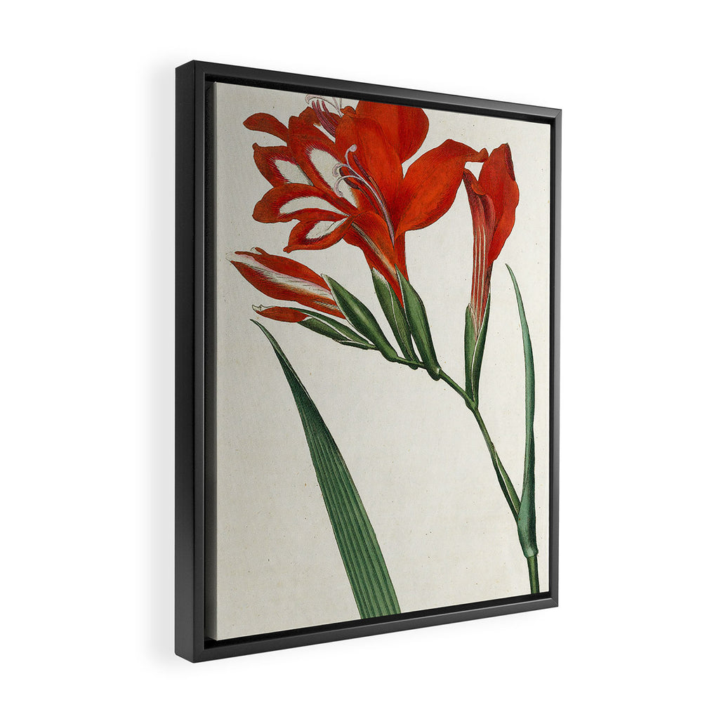 Gladiolus by Sydenham Teast Edwards, 1790 (benefitting The Nature Conservancy) Framed Canvas Print Gallery Image 2