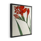 Gladiolus by Sydenham Teast Edwards, 1790 (benefitting The Nature Conservancy) Framed Canvas Print Gallery Image 2