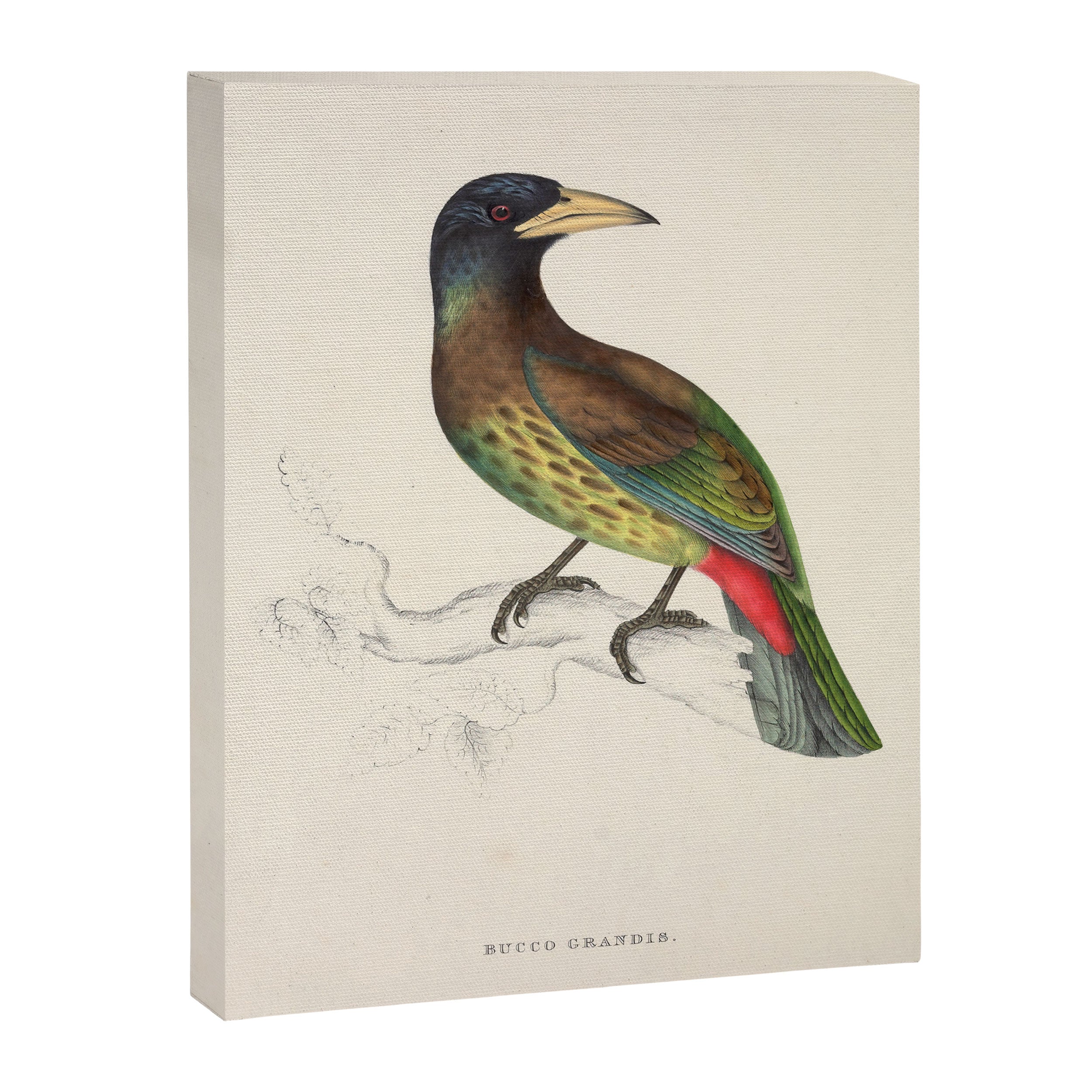 Great barbet by Elizabeth Gould from "A Century of Birds from the Himalaya Mountains," 1831 Canvas Print Gallery Image 6