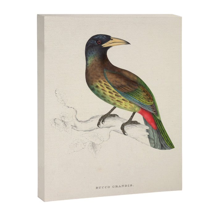 Great barbet by Elizabeth Gould from "A Century of Birds from the Himalaya Mountains," 1831 Canvas Print Gallery Image 1