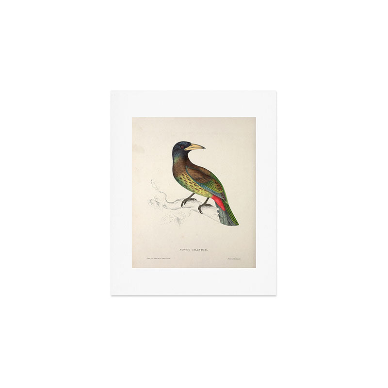 Great barbet by Elizabeth Gould from "A Century of Birds from the Himalaya Mountains," 1831 Art Print Gallery Image 1