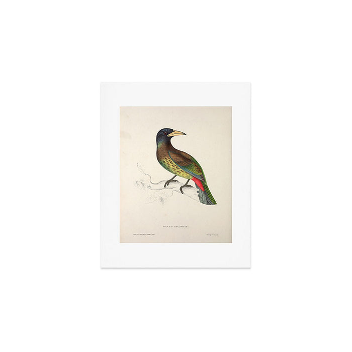 Great barbet by Elizabeth Gould from "A Century of Birds from the Himalaya Mountains," 1831 Art Print Gallery Image 1