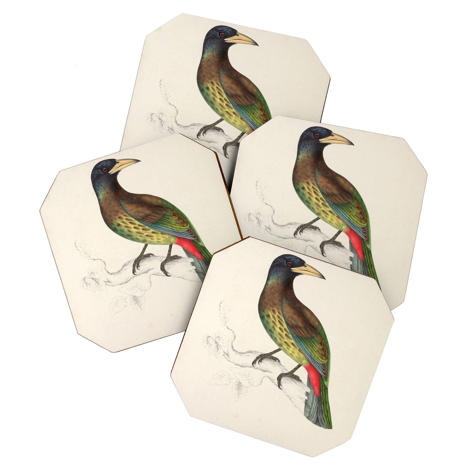 Great barbet by Elizabeth Gould from "A Century of Birds from the Himalaya Mountains," 1831 Coaster Gallery Image 1