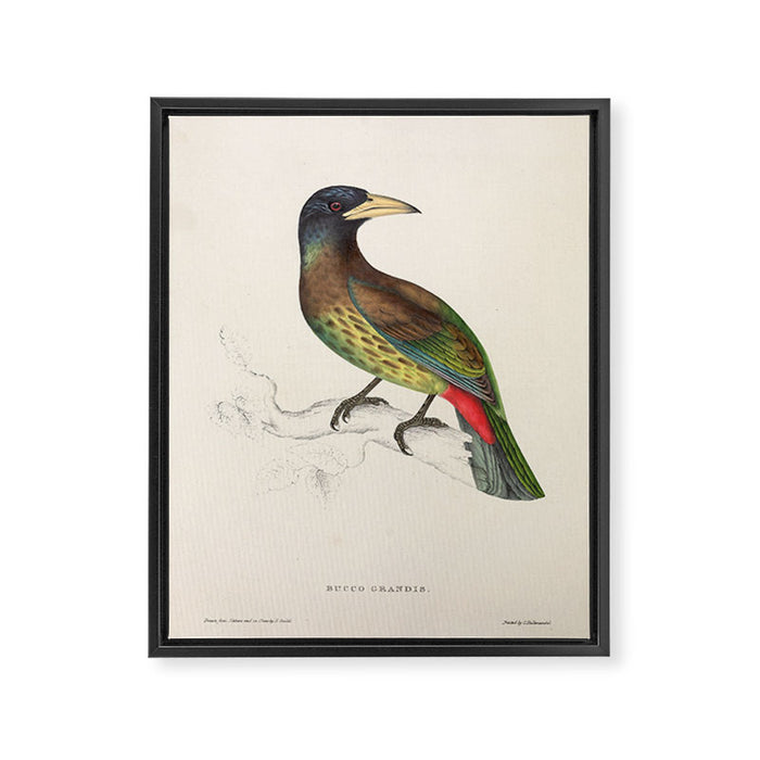 Great barbet by Elizabeth Gould from "A Century of Birds from the Himalaya Mountains," 1831 Framed Canvas Print Gallery Image 1
