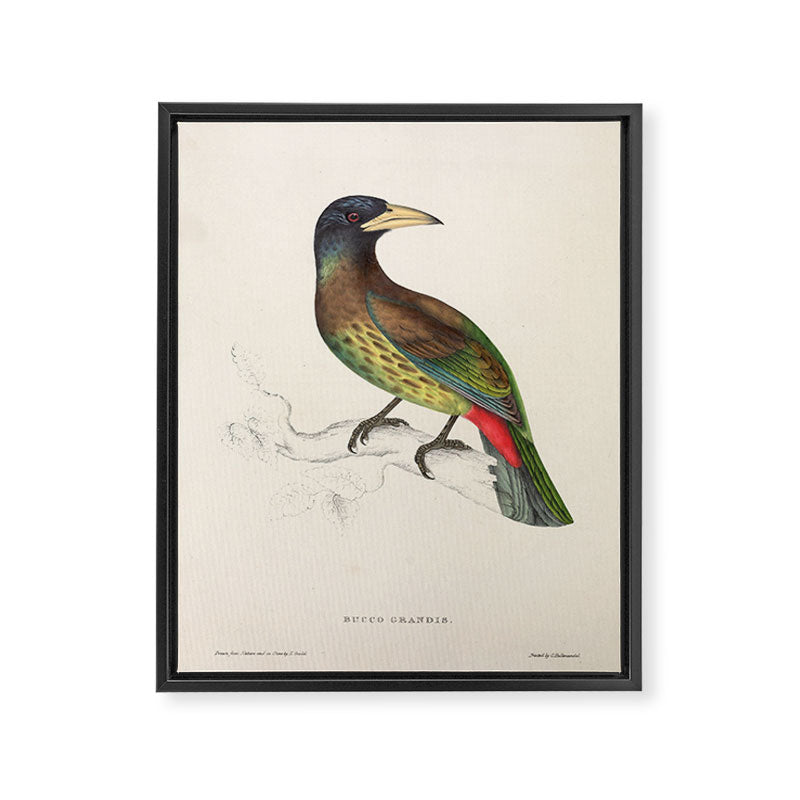 Great barbet by Elizabeth Gould from "A Century of Birds from the Himalaya Mountains," 1831 Framed Canvas Print Gallery Image 6