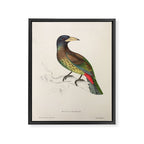 Great barbet by Elizabeth Gould from "A Century of Birds from the Himalaya Mountains," 1831 Framed Canvas Print Gallery Image 6
