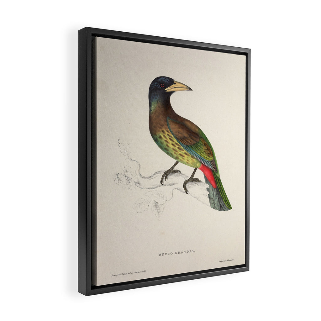 Great barbet by Elizabeth Gould from "A Century of Birds from the Himalaya Mountains," 1831 Framed Canvas Print Gallery Image 2