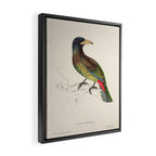 Great barbet by Elizabeth Gould from "A Century of Birds from the Himalaya Mountains," 1831 Framed Canvas Print Gallery Image 2