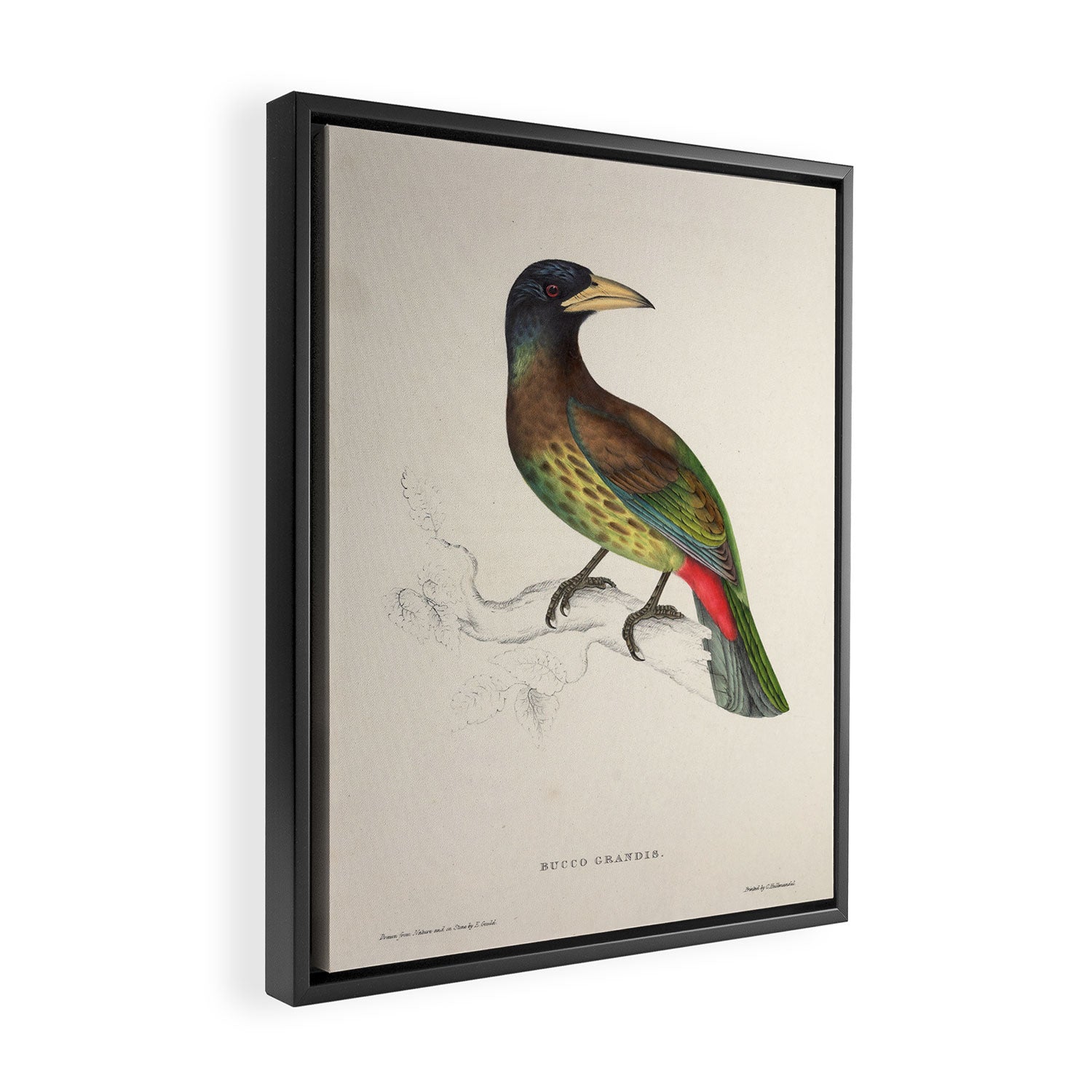 Great barbet by Elizabeth Gould from "A Century of Birds from the Himalaya Mountains," 1831 Framed Canvas Print Gallery Image 2