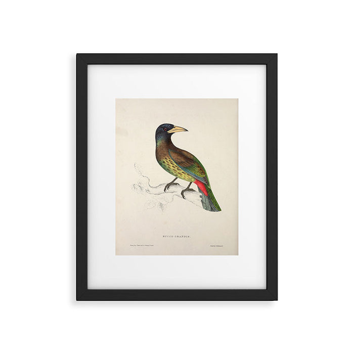 Great barbet by Elizabeth Gould from "A Century of Birds from the Himalaya Mountains," 1831 Framed Art Print Gallery Image 1