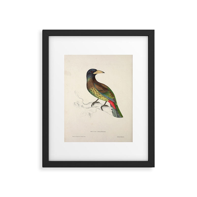 Great barbet by Elizabeth Gould from "A Century of Birds from the Himalaya Mountains," 1831 Framed Art Print Gallery Image 5