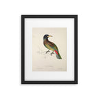 Great barbet by Elizabeth Gould from "A Century of Birds from the Himalaya Mountains," 1831 Framed Art Print Gallery Image 5