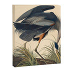 Great Blue Heron by John James Audubon (1834) Canvas Print Gallery Image 6