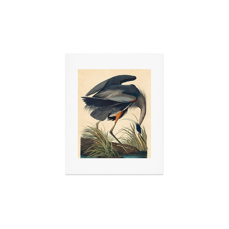 Great Blue Heron by John James Audubon (1834) Art Print Gallery Image 1