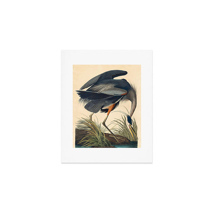 Great Blue Heron by John James Audubon (1834) Art Print Gallery Image 1