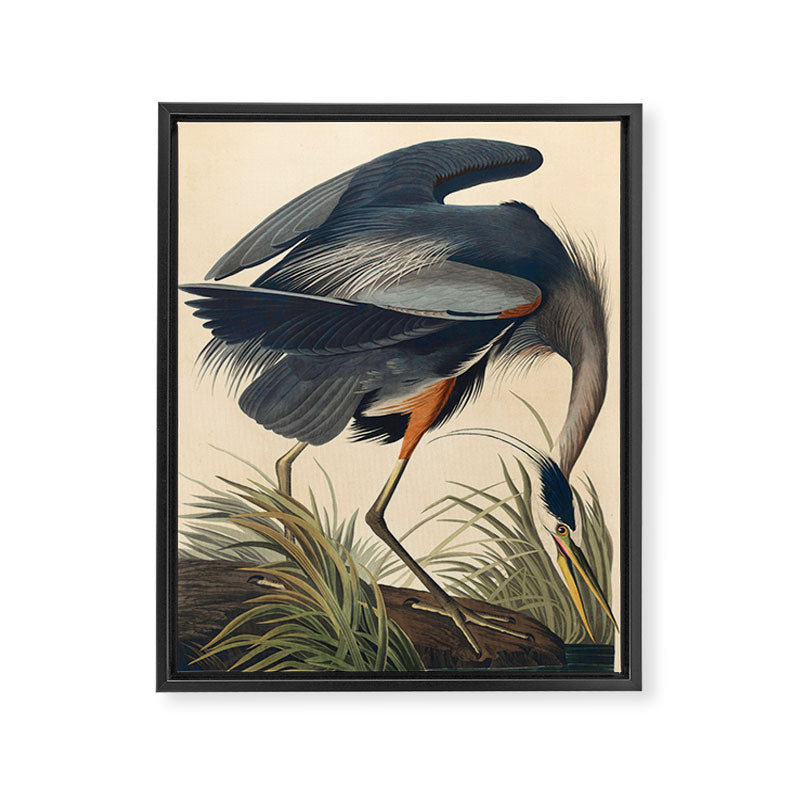 Great Blue Heron by John James Audubon (1834) Framed Canvas Print Gallery Image 6