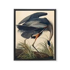 Great Blue Heron by John James Audubon (1834) Framed Canvas Print Gallery Image 6
