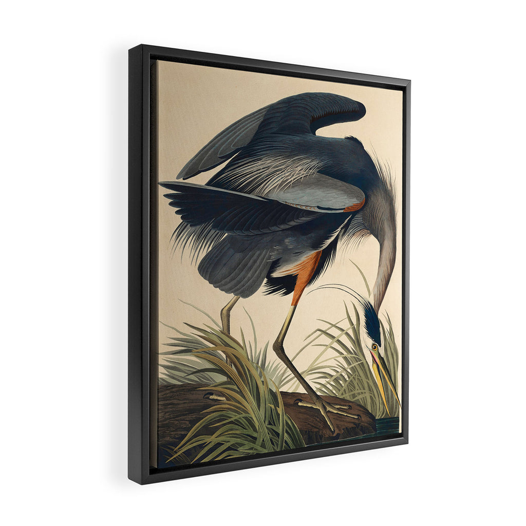 Great Blue Heron by John James Audubon (1834) Framed Canvas Print Gallery Image 2