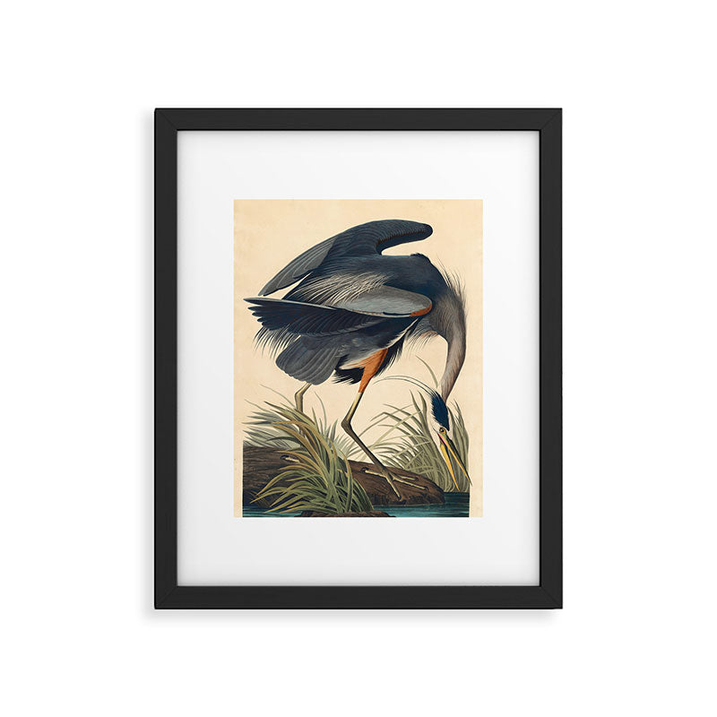 Great Blue Heron by John James Audubon (1834) Framed Art Print Gallery Image 5