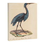 Great blue heron from "La Galerie de Oiseaux" ("Bird Gallery"), 1825 Canvas Print Gallery Image 6