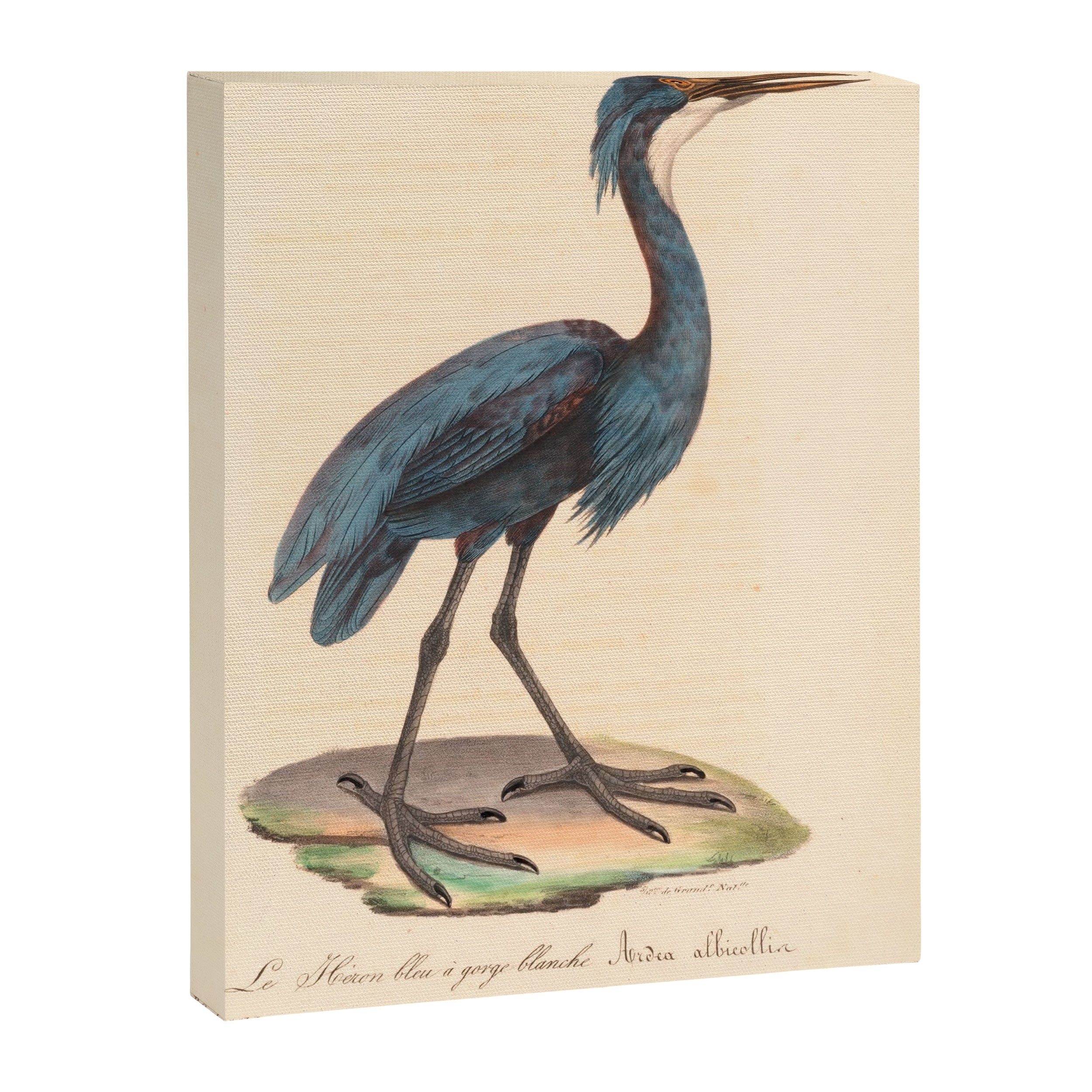 Great blue heron from "La Galerie de Oiseaux" ("Bird Gallery"), 1825 Canvas Print Gallery Image 6