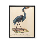 Great blue heron from "La Galerie de Oiseaux" ("Bird Gallery"), 1825 Framed Canvas Print Gallery Image 6