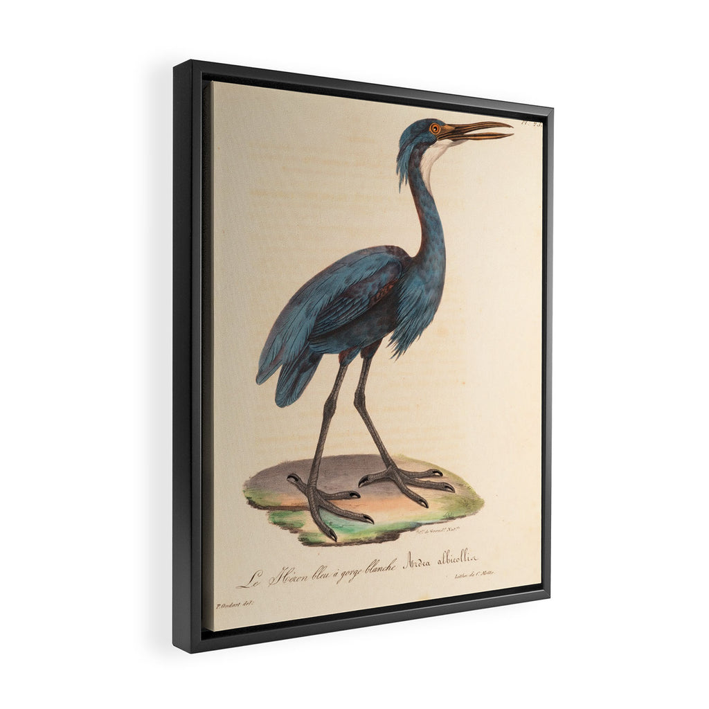 Great blue heron from "La Galerie de Oiseaux" ("Bird Gallery"), 1825 Framed Canvas Print Gallery Image 2