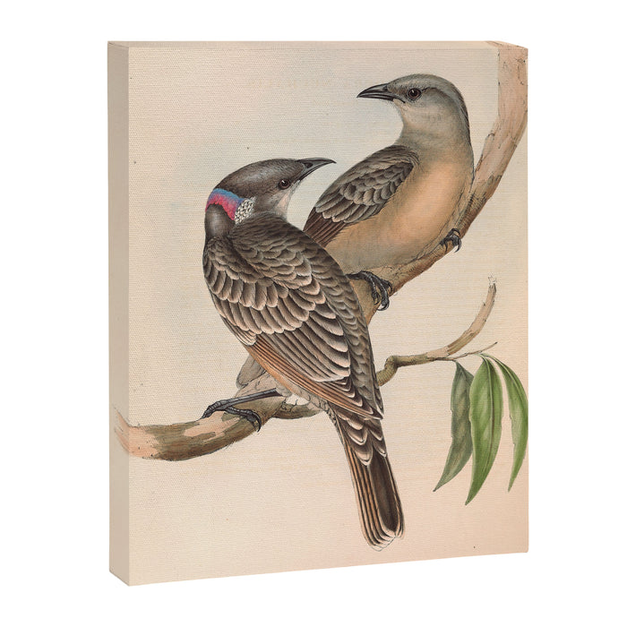 Great Bowerbird by Elizabeth Gould, 1840s (benefitting The Nature Conservancy) Canvas Print Gallery Image 1