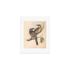 Great Bowerbird by Elizabeth Gould, 1840s (benefitting The Nature Conservancy) Art Print Gallery Image 1