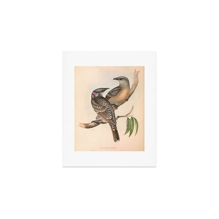Great Bowerbird by Elizabeth Gould, 1840s (benefitting The Nature Conservancy) Art Print Gallery Image 1