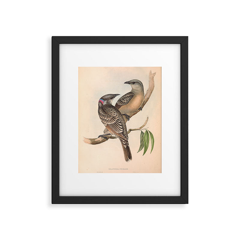 Great Bowerbird by Elizabeth Gould, 1840s (benefitting The Nature Conservancy) Framed Art Print Gallery Image 5
