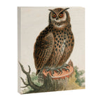 Great horned owl by George Edwards, 1758 (benefiting The Nature Conservancy) Canvas Print Gallery Image 6