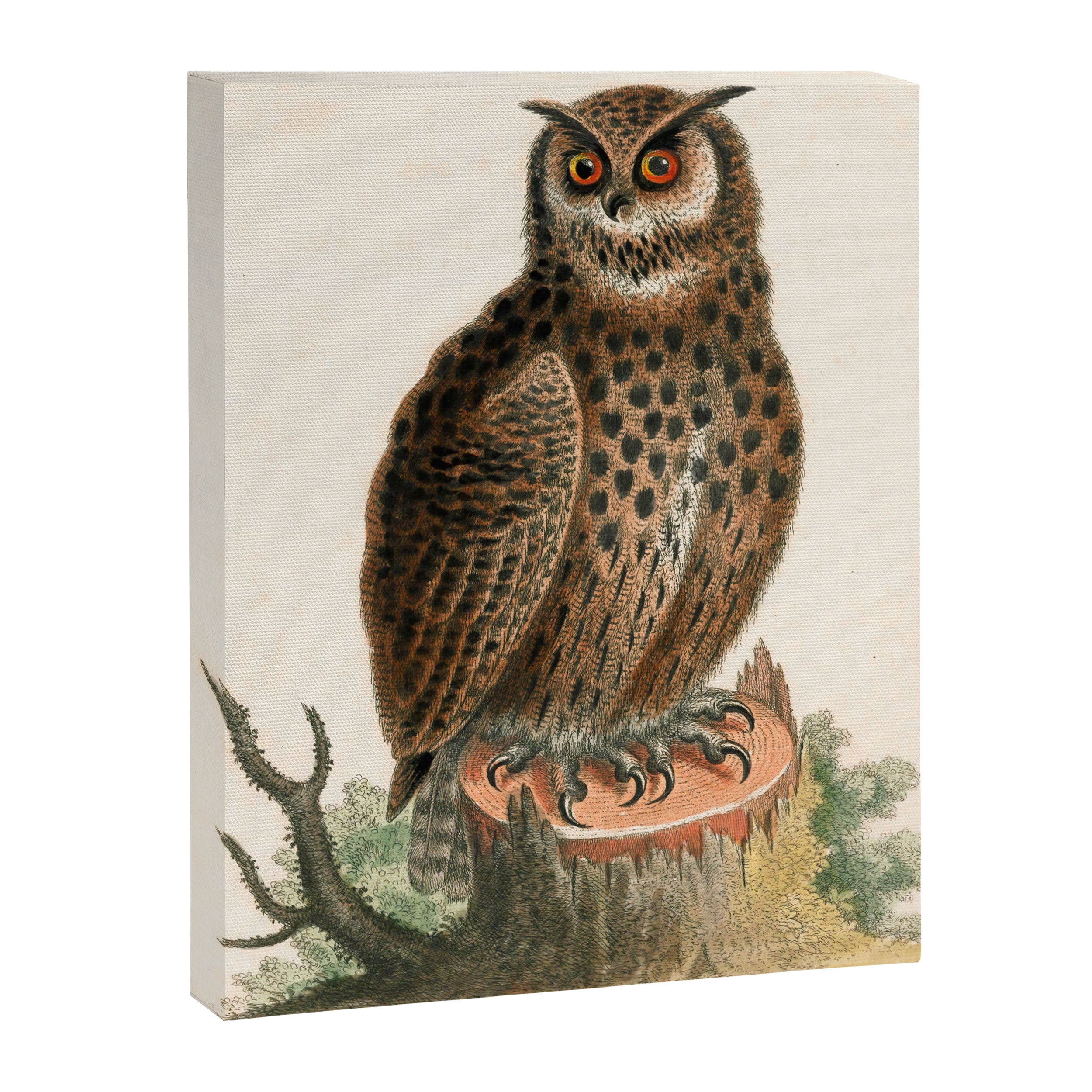 Great horned owl by George Edwards, 1758 (benefiting The Nature Conservancy) Canvas Print Gallery Image 6