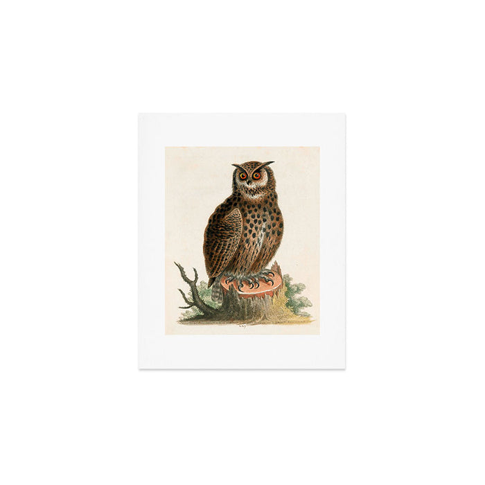 Great horned owl by George Edwards, 1758 (benefiting The Nature Conservancy) Art Print Gallery Image 1