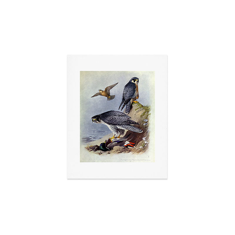 Gyr Falcon and Peregrine Falcon by Archibald Thorburn, 1915 (benefitting The Nature Conservancy) Art Print Gallery Image 1