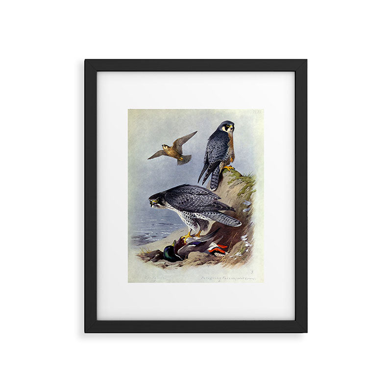 Gyr Falcon and Peregrine Falcon by Archibald Thorburn, 1915 (benefitting The Nature Conservancy) Framed Art Print Gallery Image 5