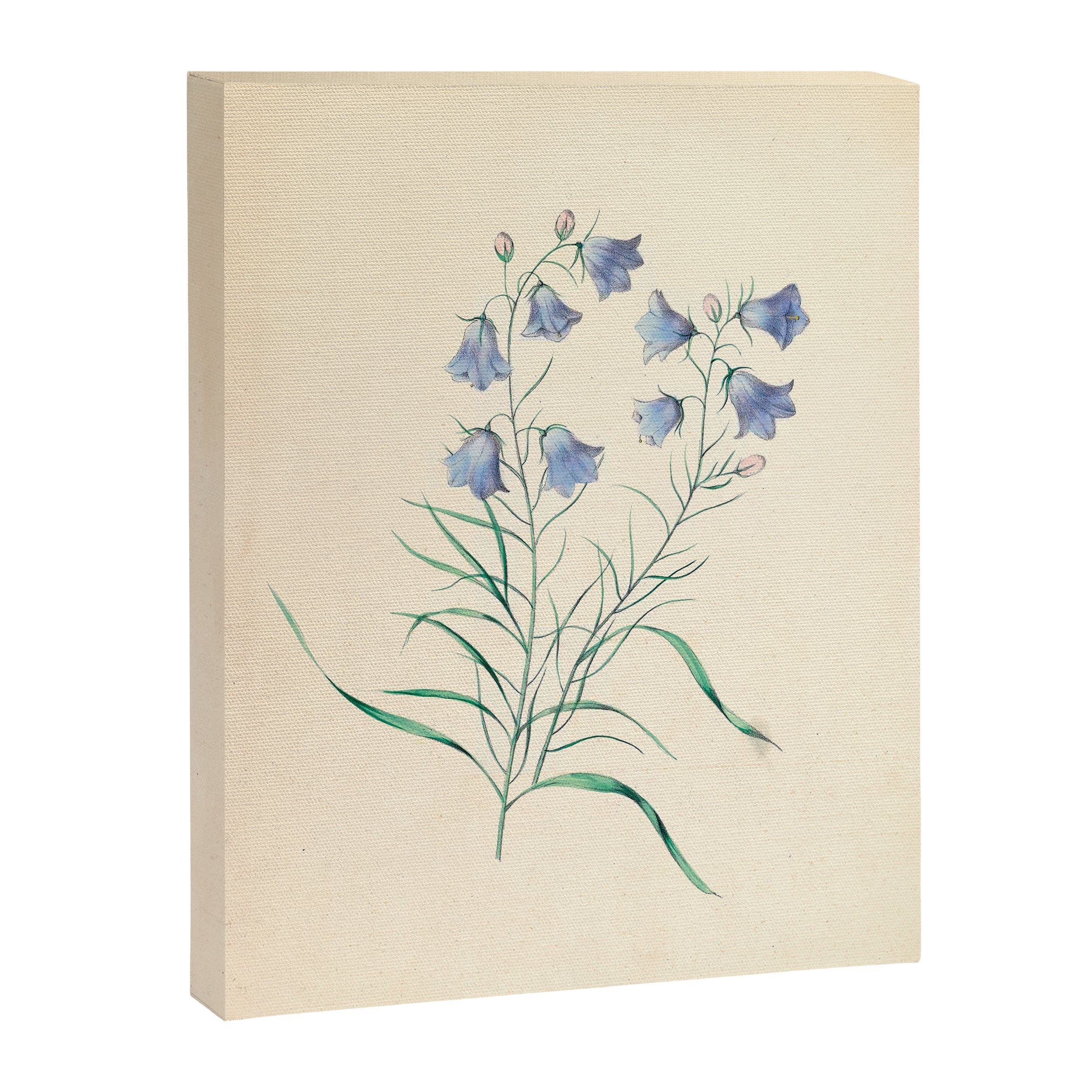  Harebell by Clarissa Munger Badger, 1859 (benefitting The Nature Conservancy) Canvas Print Gallery Image 6
