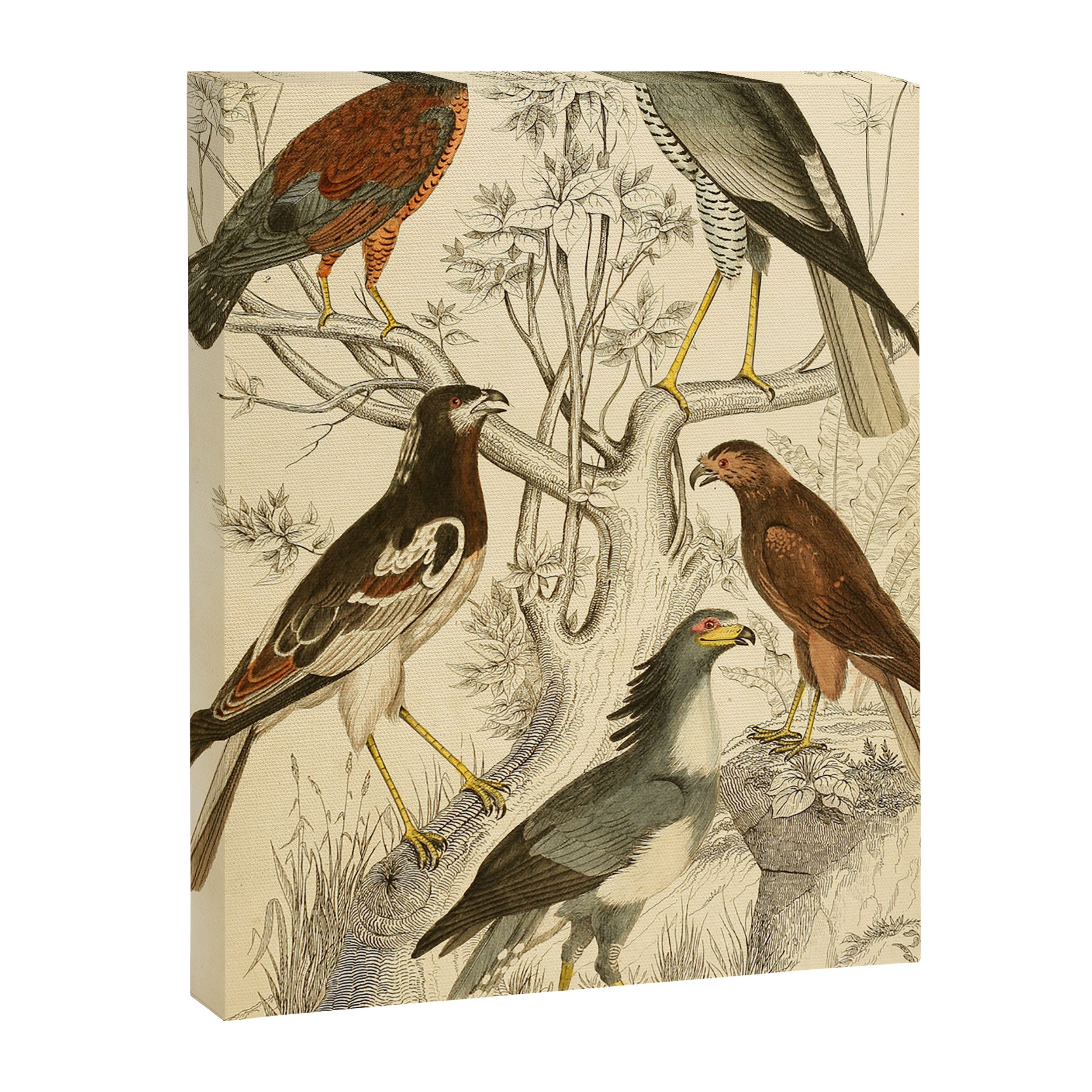 Harrier hawks from The Edinburgh Journal, 1835 (benefitting The Nature Conservancy) Canvas Print Gallery Image 6