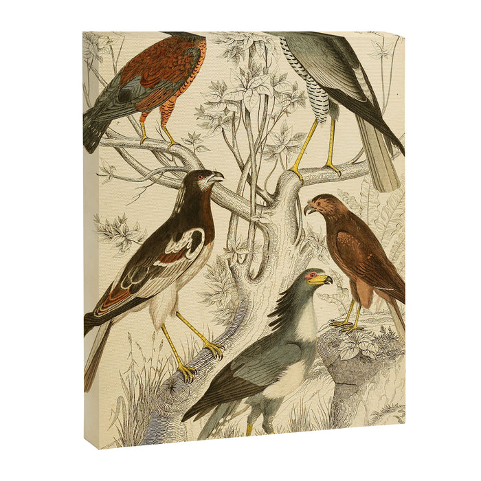 Harrier hawks from The Edinburgh Journal, 1835 (benefitting The Nature Conservancy) Canvas Print Gallery Image 1