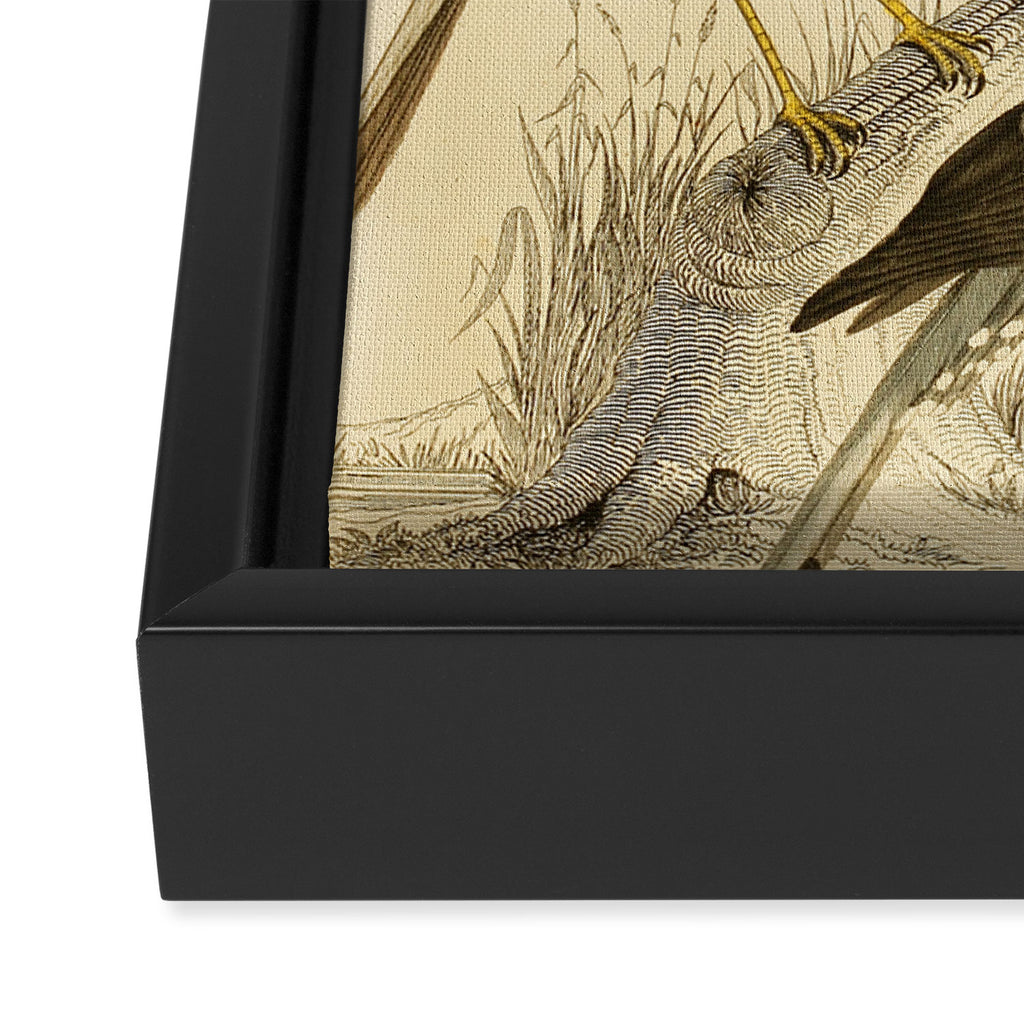 Harrier hawks from The Edinburgh Journal, 1835 (benefitting The Nature Conservancy) Framed Canvas Print Gallery Image 3