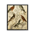 Harrier hawks from The Edinburgh Journal, 1835 (benefitting The Nature Conservancy) Framed Canvas Print Gallery Image 6