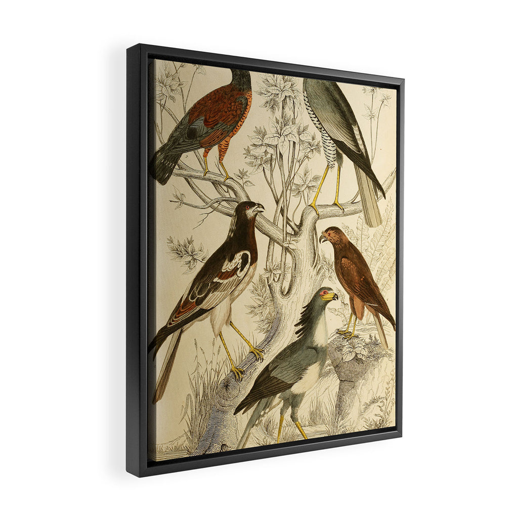 Harrier hawks from The Edinburgh Journal, 1835 (benefitting The Nature Conservancy) Framed Canvas Print Gallery Image 2