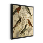 Harrier hawks from The Edinburgh Journal, 1835 (benefitting The Nature Conservancy) Framed Canvas Print Gallery Image 2