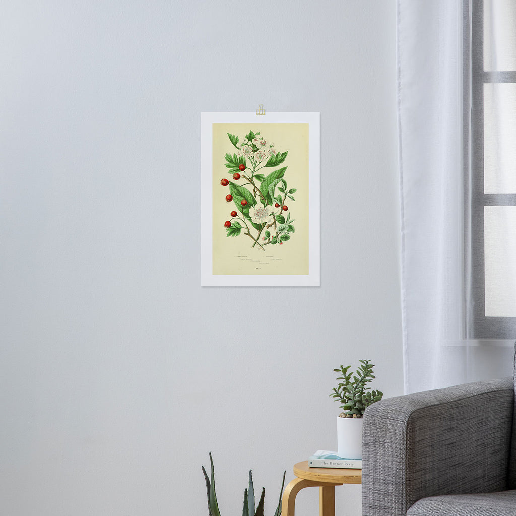 Hawthorn by Anne Pratt, 1800s (benefitting The Nature Conservancy) Art Print Gallery Image 3