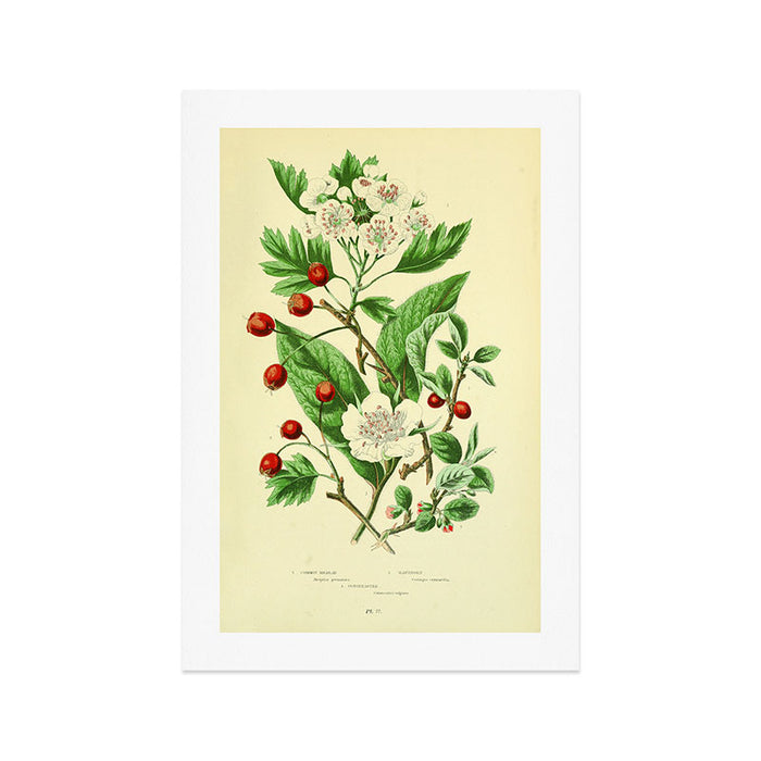 Hawthorn by Anne Pratt, 1800s (benefitting The Nature Conservancy) Art Print Gallery Image 1